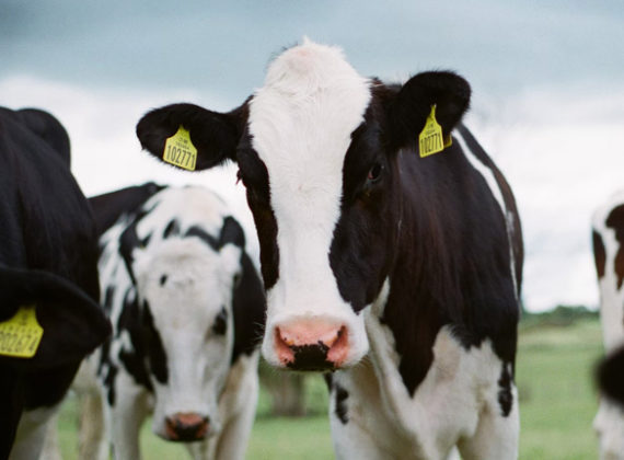 Dairy-Prophit
